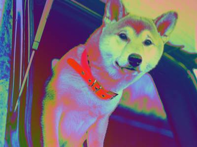 Dogecoin Hits Two-Month High as Shiba Inu Lags in Crypto Rankings